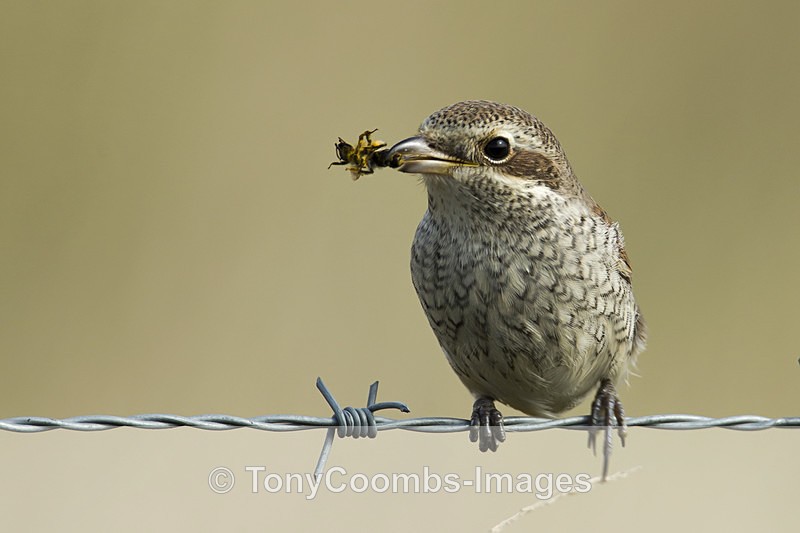 Red-backed Shrike (juv) - Birds
