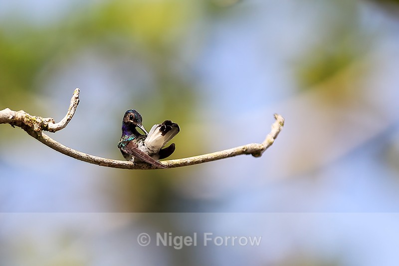 White-necked Jacobin (immature male) preening, Tortuguero, Costa Rica - White-necked Jacobin