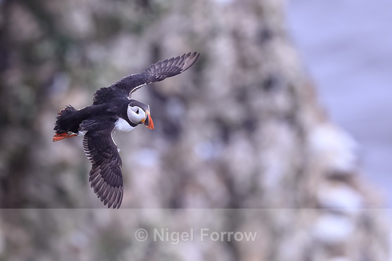 Puffin flying at Bempton Cliffs, Yorkshire, UK - Puffin