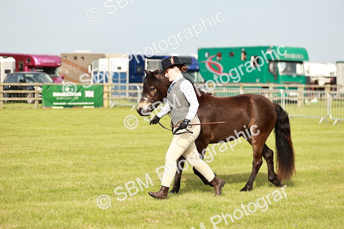 SBM_00397 - Class 14-23 - Mountain & Moorland In Hand Non Welsh