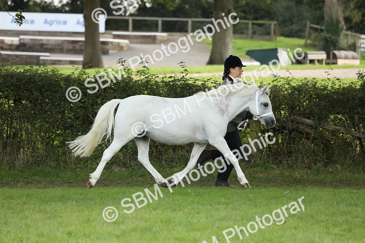SBM_62732 - S46 - Mountain & Moorland In Hand Small Breeds