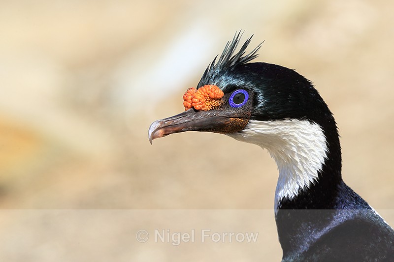 Close portrait of Imperial Shag, Carcass Island, Falklands - Imperial Shag