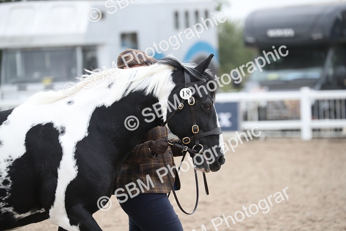 SBM_18280 - Class 318 IH Part bred Horse/Pony