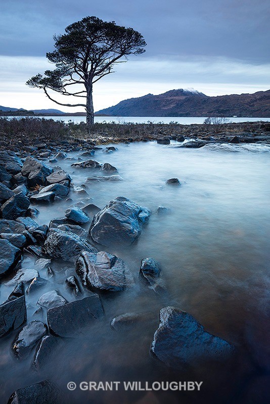 Scots pine Loch Maree 007A2124 2 - Vertical Images