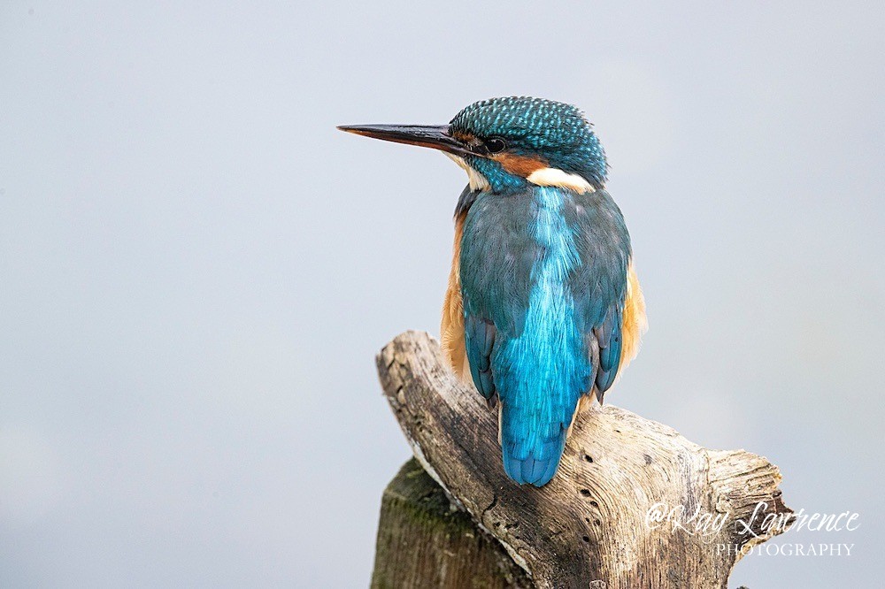 Kingfisher Alcedo Atthis035 - Kingfishers