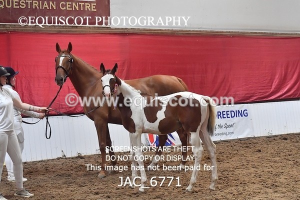 JAC_6771 - 15 Ziggy of Westoak
