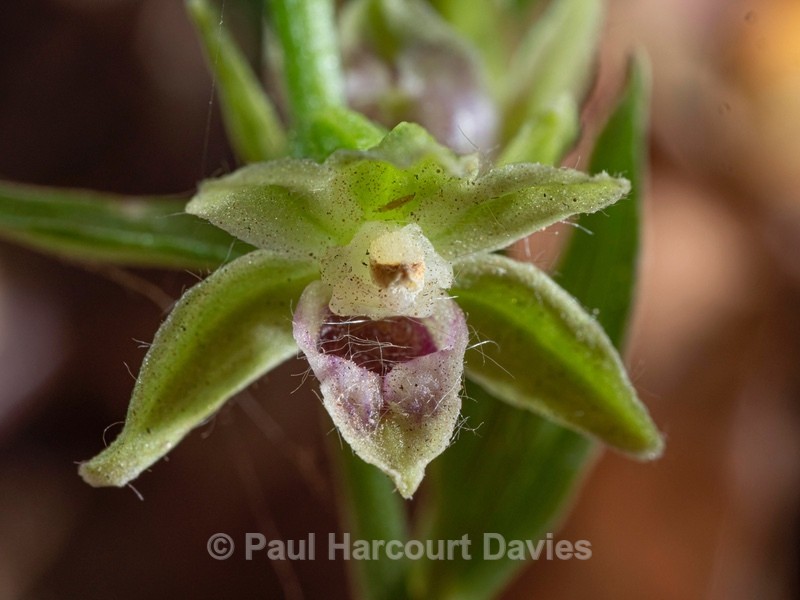 Slender helleborine (Epipactis exilis syn E. gracilis) - Wild Orchids 2021