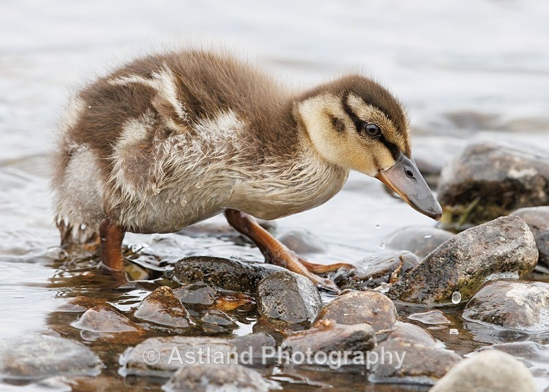 Mallard chick - Latest Images