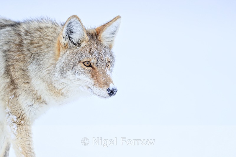 Coyote stops and looks intently, Yellowstone National Park - Coyote