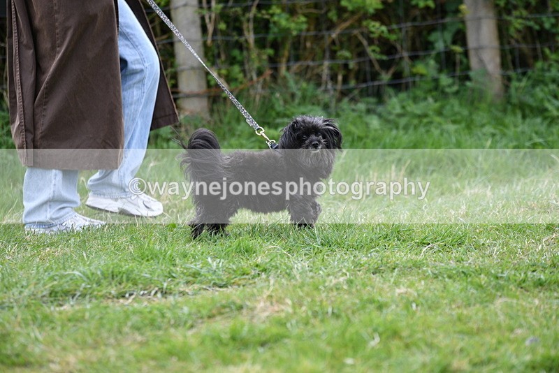 WJ5_9122 - Class 1 Best Cross Breed / Heniz 57