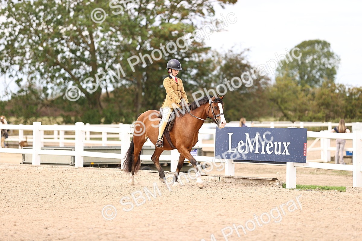 SBM_15985 - Class 417 - Handsomest Gelding (IH or Ridden) Jnr