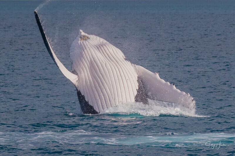 HB Breach 3. 0A3A7755 - 2025 Hervey Bay Whales