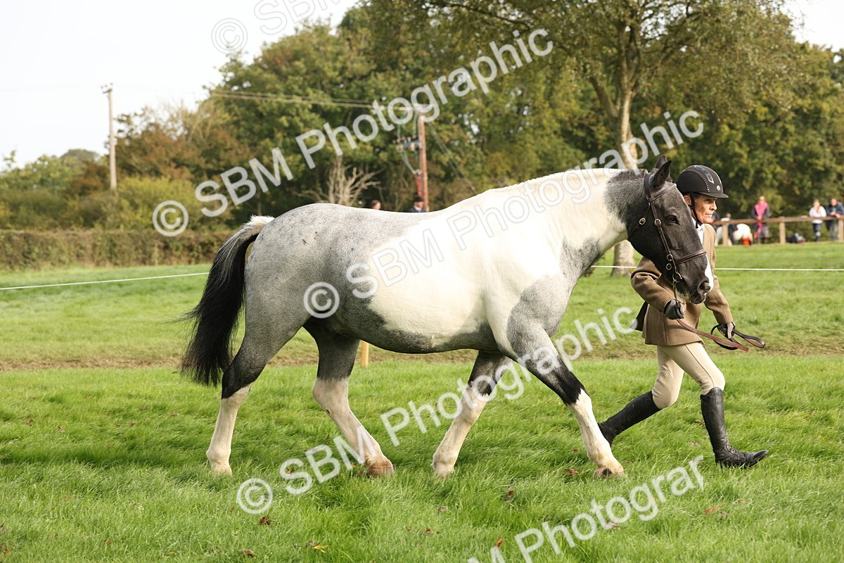 SBM_56784 - S54 - Piebald & Skewbald Horse In Hand