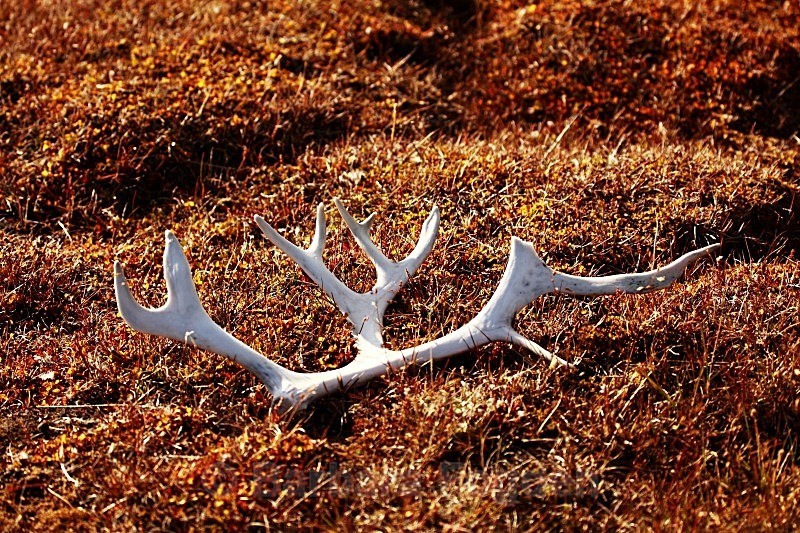 Reindeer antler 9863 - Summer time