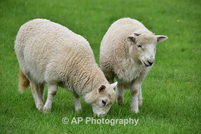 ACP_3961-2 - Sheep