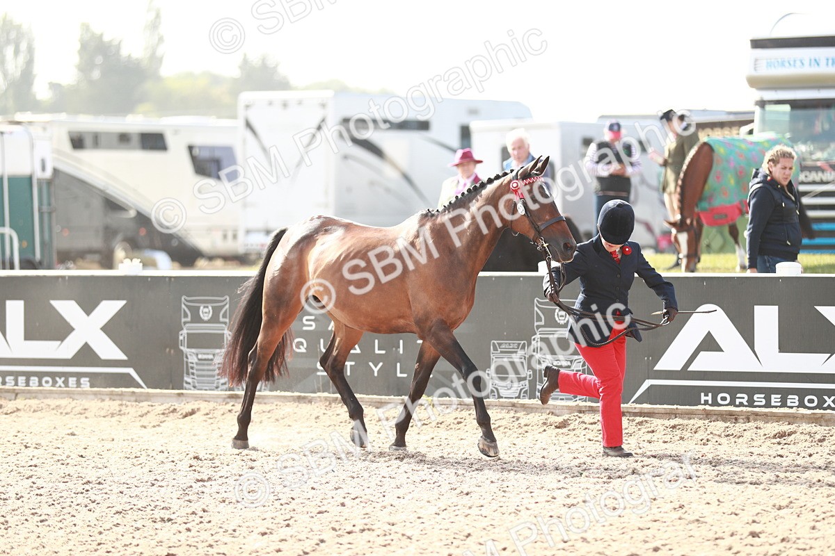 SBM_11035 - Class 205 IH Show Pony/ Show Hunter Pony