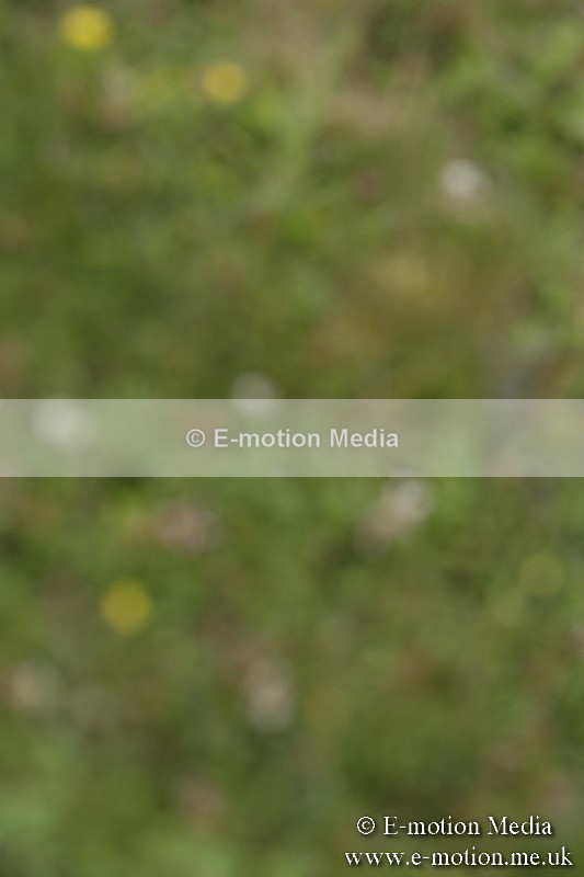 BVR160717-508 - Class 1 & 23a Dressage 16/07/17