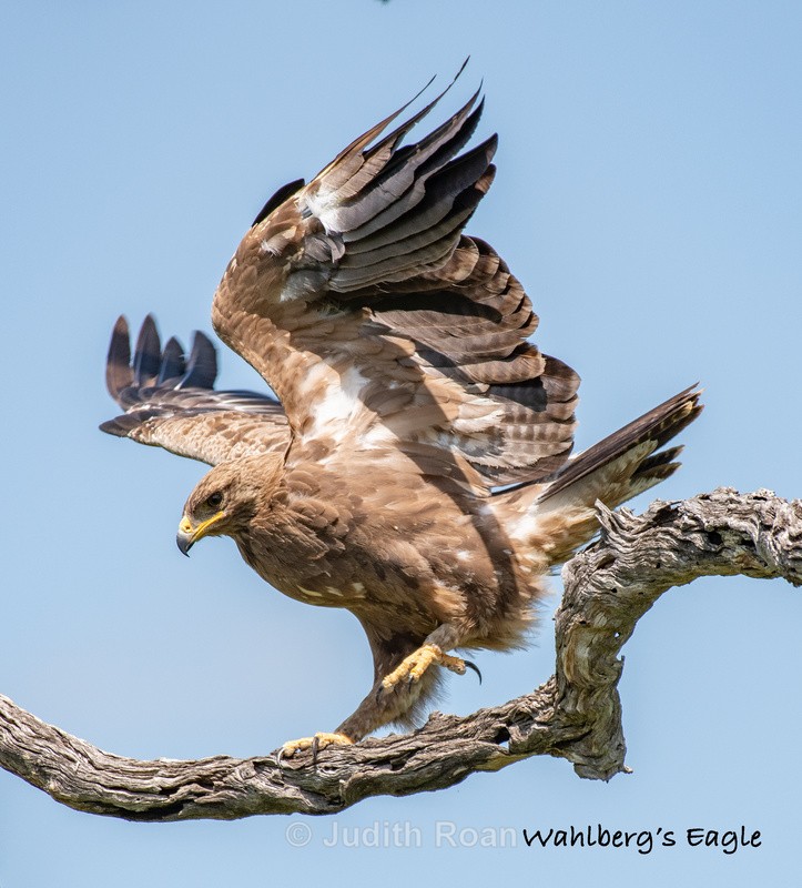  - South Africa Birds and Mammals