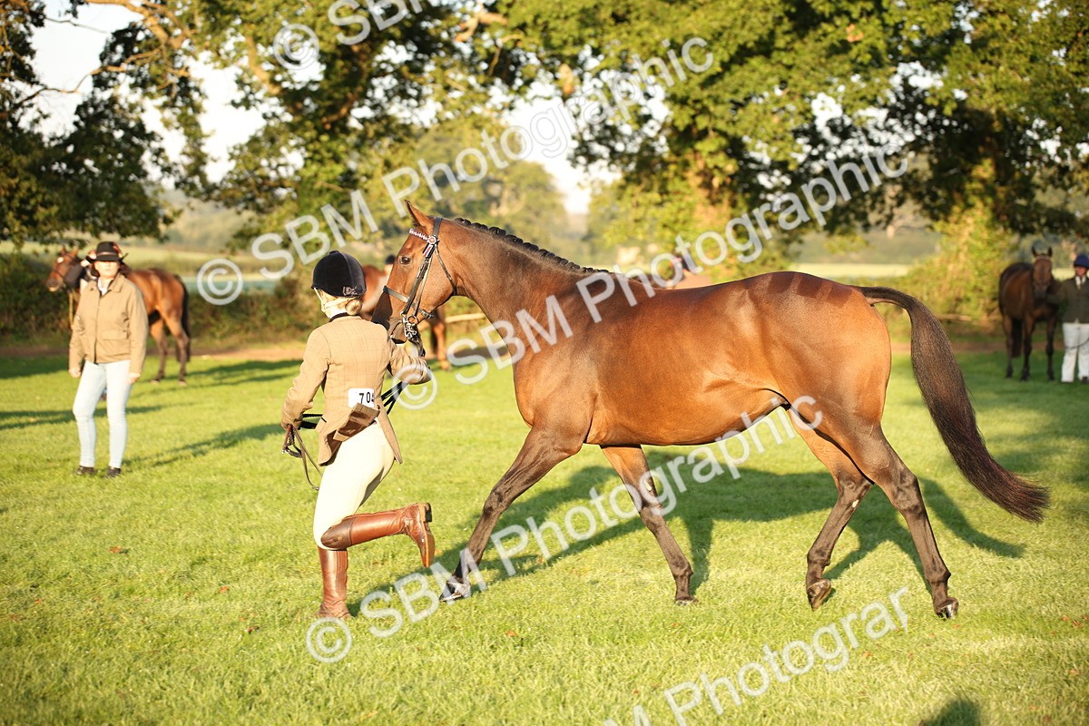 SBM_56857 - S49 - Riding Horse & Hack & Thoroughbred In Hand