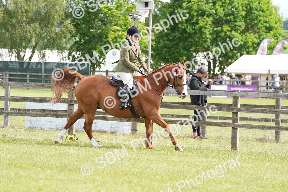 SBM_12929 - Class 99 - RIHS SEIB Working Show Horse