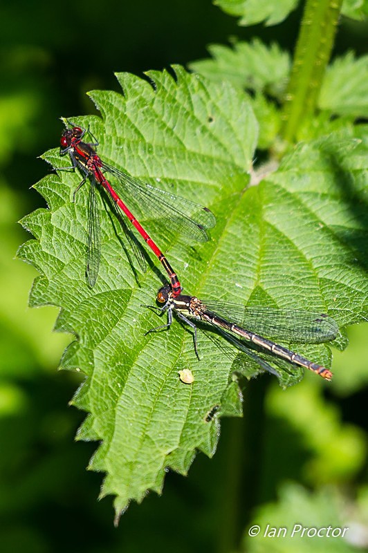 Small Red Damselfly tandem on leaf - Nature