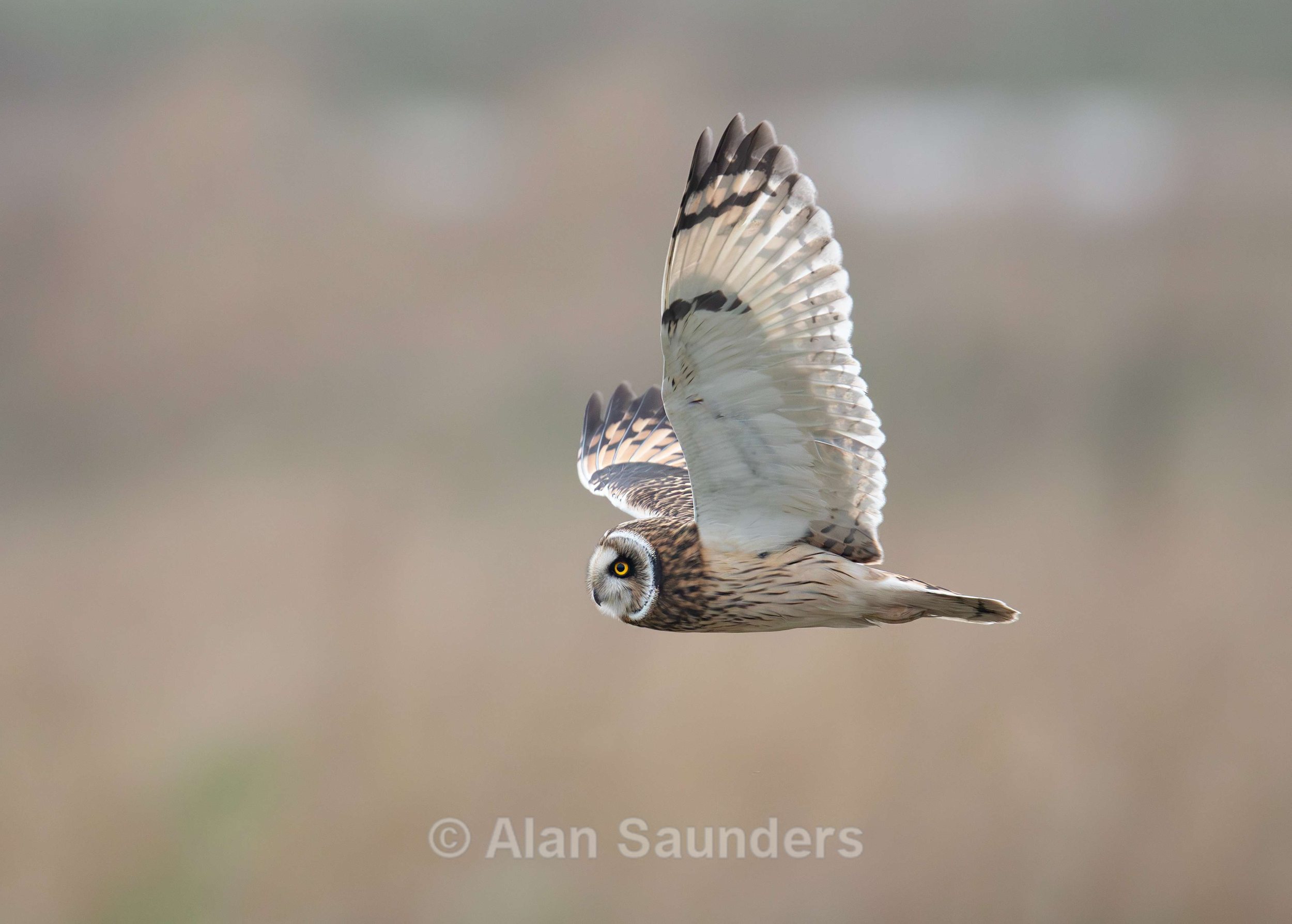 Short Eared Owl