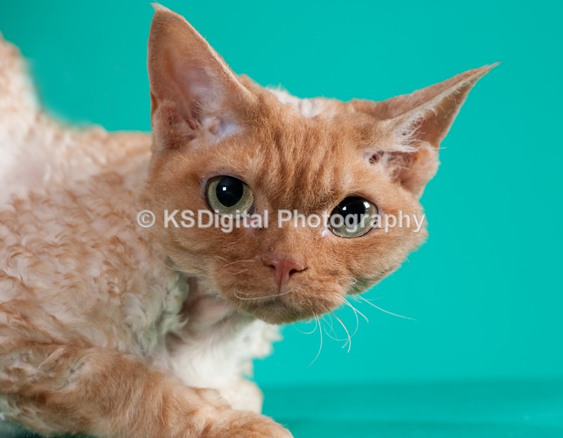  - Villamagic Devon Rexs