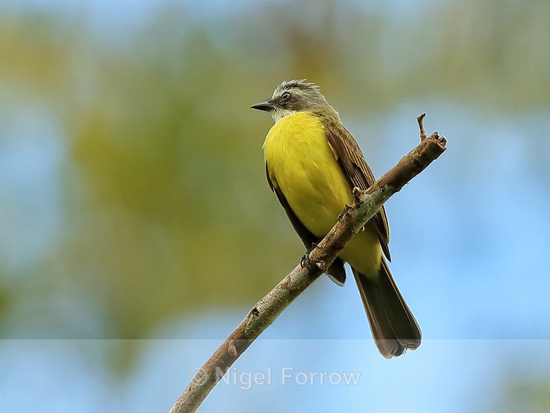 Grey-capped Flycatcher, Costa Rica - Grey-capped Flycatcher