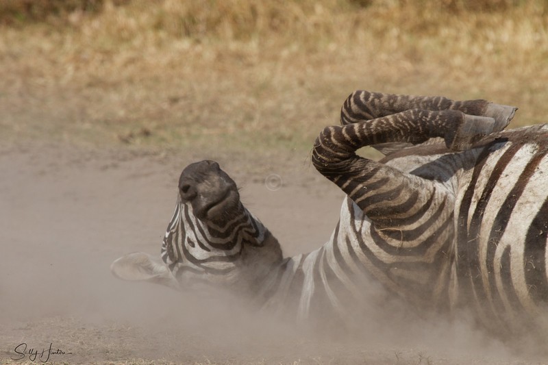 Dusty Zebra 2