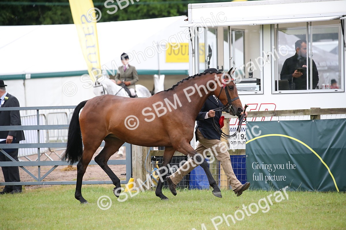 SBM_00202 - Class 17-20 - Arab & Part Bred - Anglo Arab In Hand