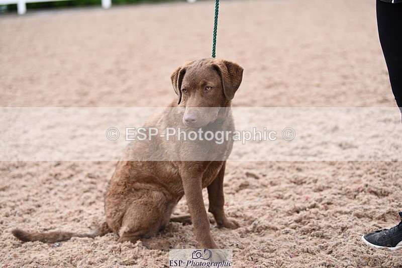 240518A-112356-00776 - Cls 1 Cutest Puppy