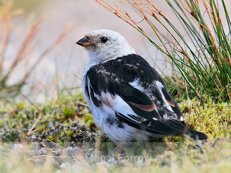 Snow Bunting on the ground at the top of Cairn Gorm Mountain - Snow Bunting