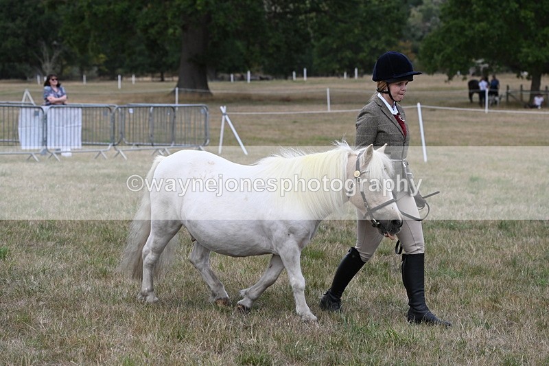 WJ6_6124 - Class 19 In-hand Veterans (Uploaded correct folder)