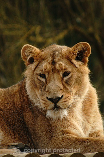 Asiatic Lioness (Cotswold Wildlife Park) - Asiatic Lions