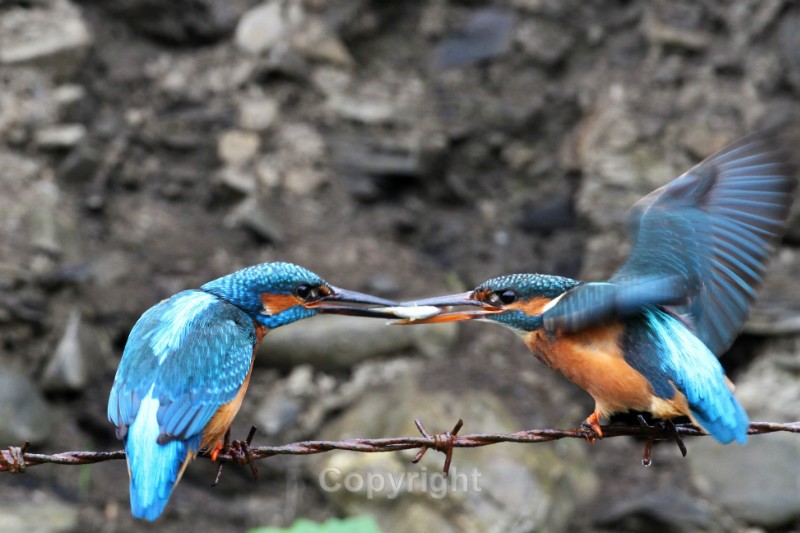  - Kingfishers