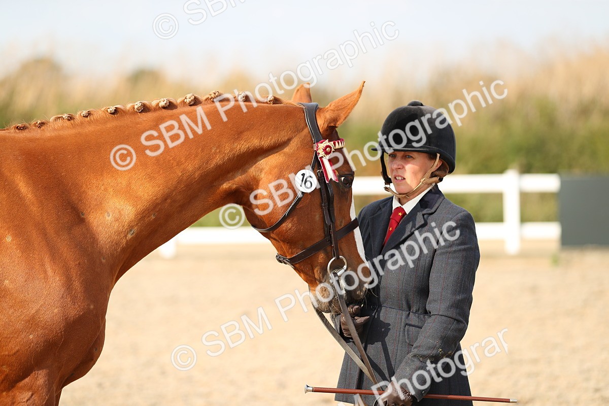 SBM_08599 - Class 28 - IH Veteran Horse