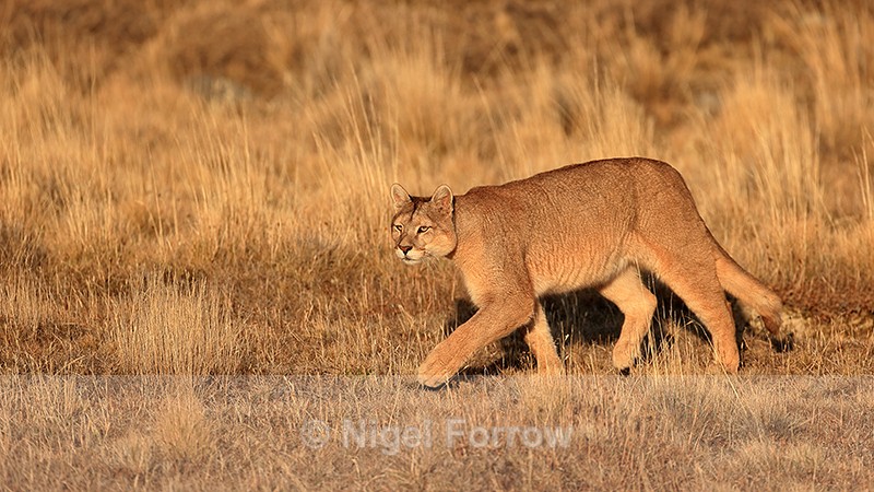 Puma Rupestre on the move, Torres del Paine, Chile - Puma