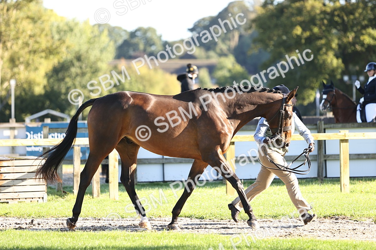 SBM_15703 - S1 - TSR in Hand Horse & Pony Showing