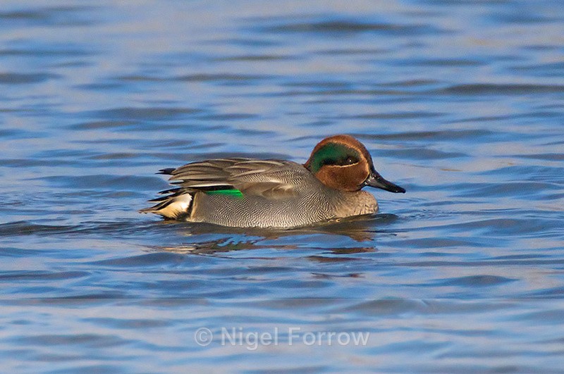 Teal (male) - Teal