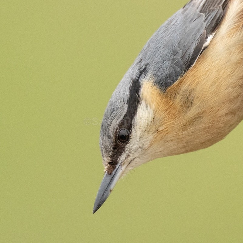 Nuthatch SD2542 - Greeting Cards
