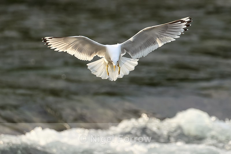 Short-billed Gull landing front view, Brooks Falls, Alaska - Short-billed Gull