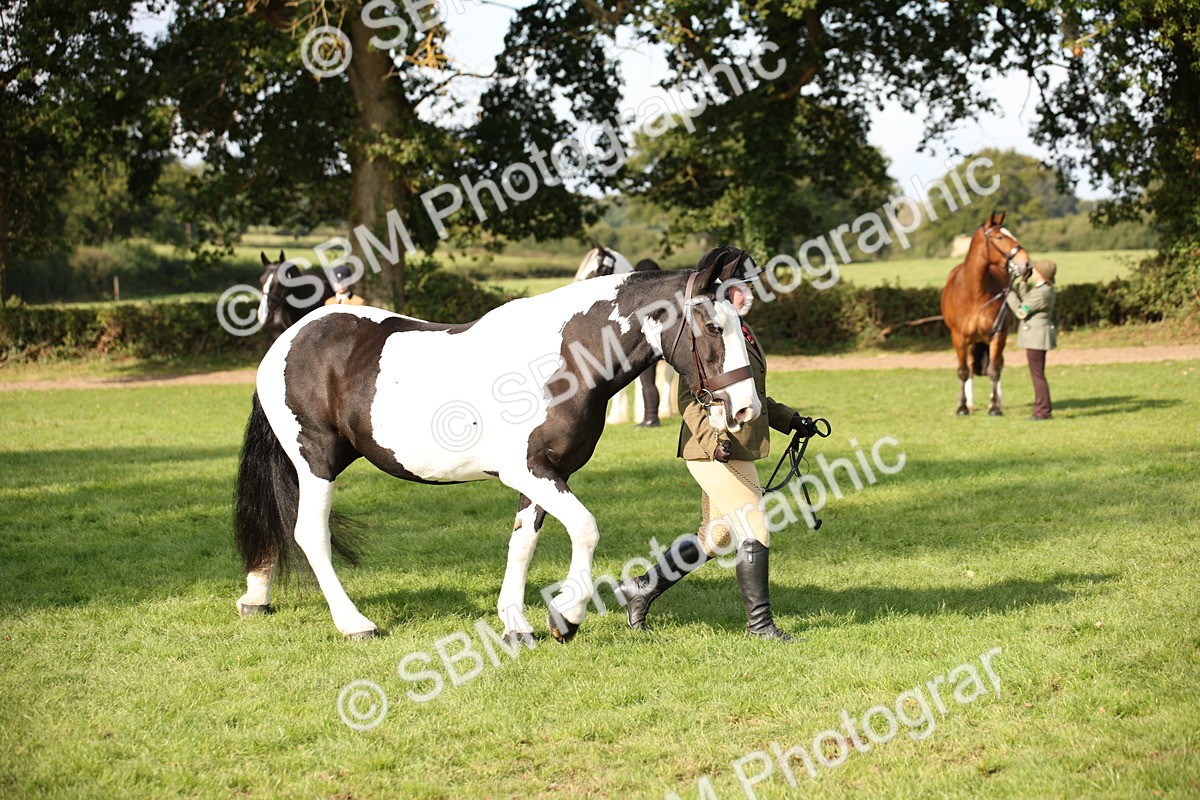 SBM_61208 - S54 - Show Cob In Hand