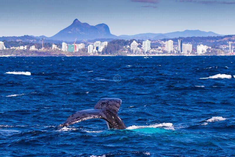 Humpback Fluke with Mt Warning 0A3A7866 - Humpback Whales