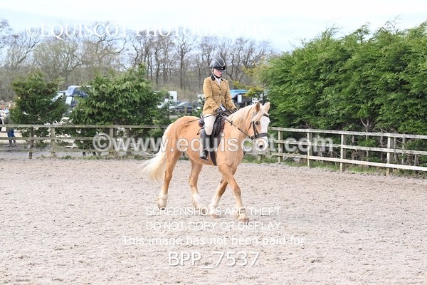BPP_7537 - RING 1  (RIDDEN HORSES / IN HAND / VETERAN ETC)