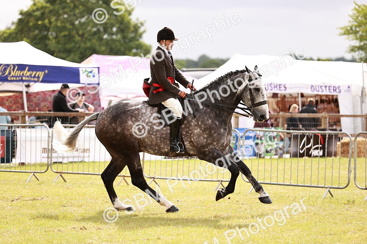 SBM_11566 - Class 81-84 - RIHS Ridden hunters Inc Ladies Hunter