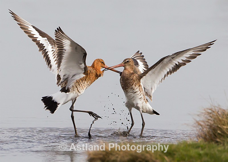 Astland Photography, Bird and Wildlife Images, Susan and Peter Wilson, U.K.