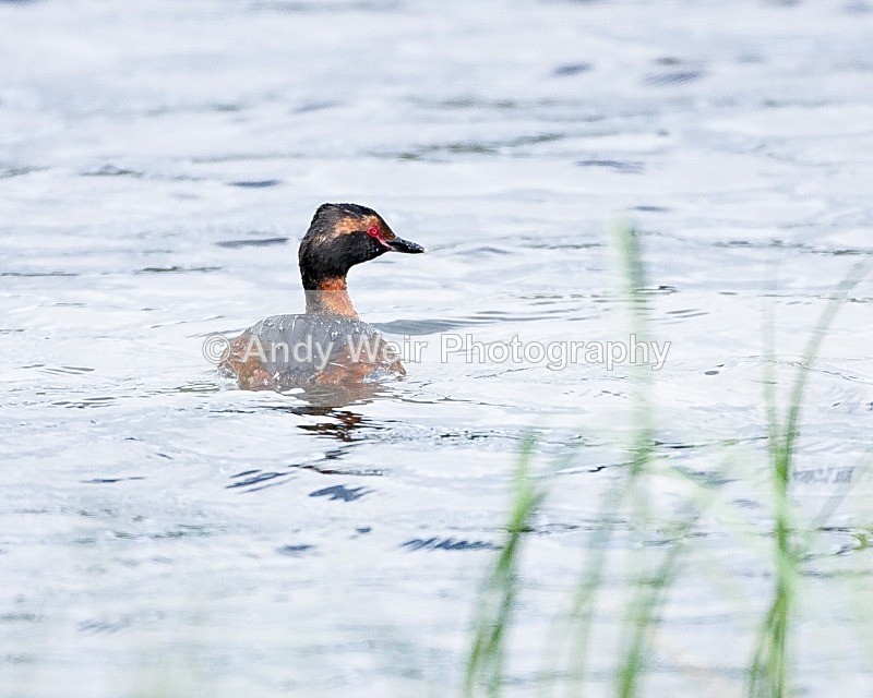 20090620-027 - Slavonian Grebe
