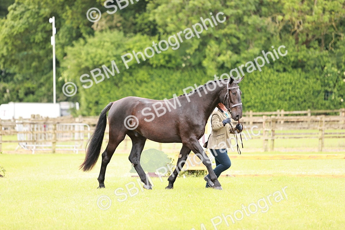 SBM_00795 - Class 26-30 Sport Horse In Hand