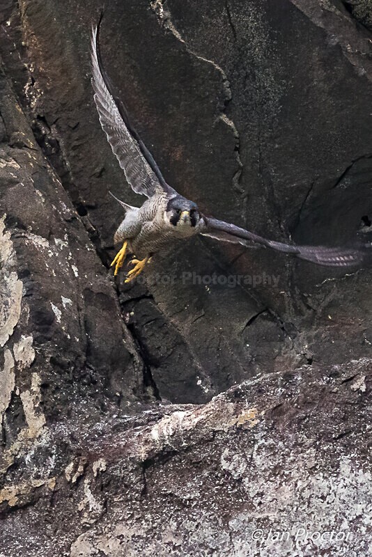 Up, Up and Away! - Peregrine Falcon - 4 of 4 - Nature