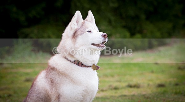 IMG_9336 - Dog Portrait Photography